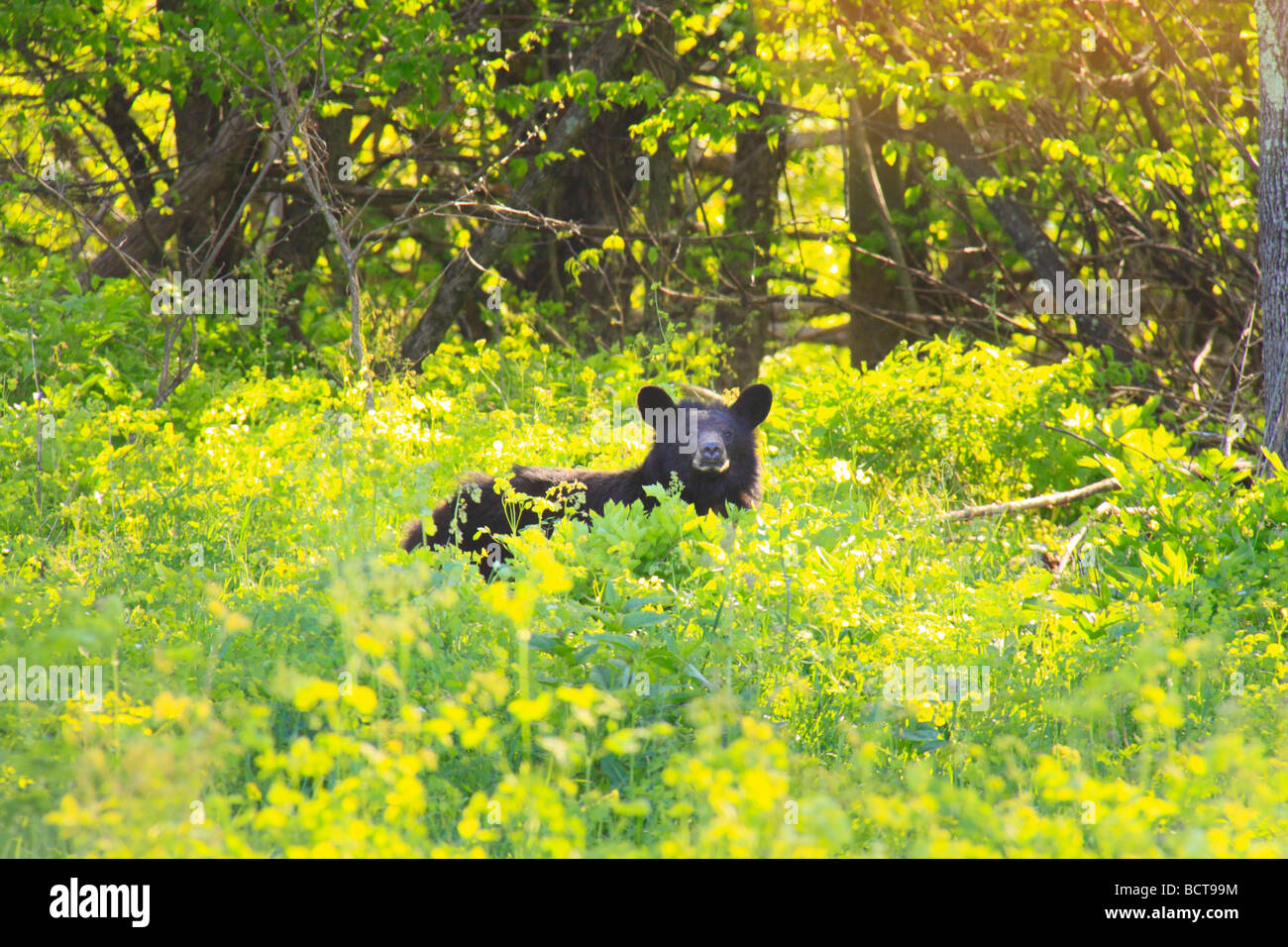 Black bear in grass beside Skyline Drive near Route 211 Shenandoah National Park Virginia Stock Photo