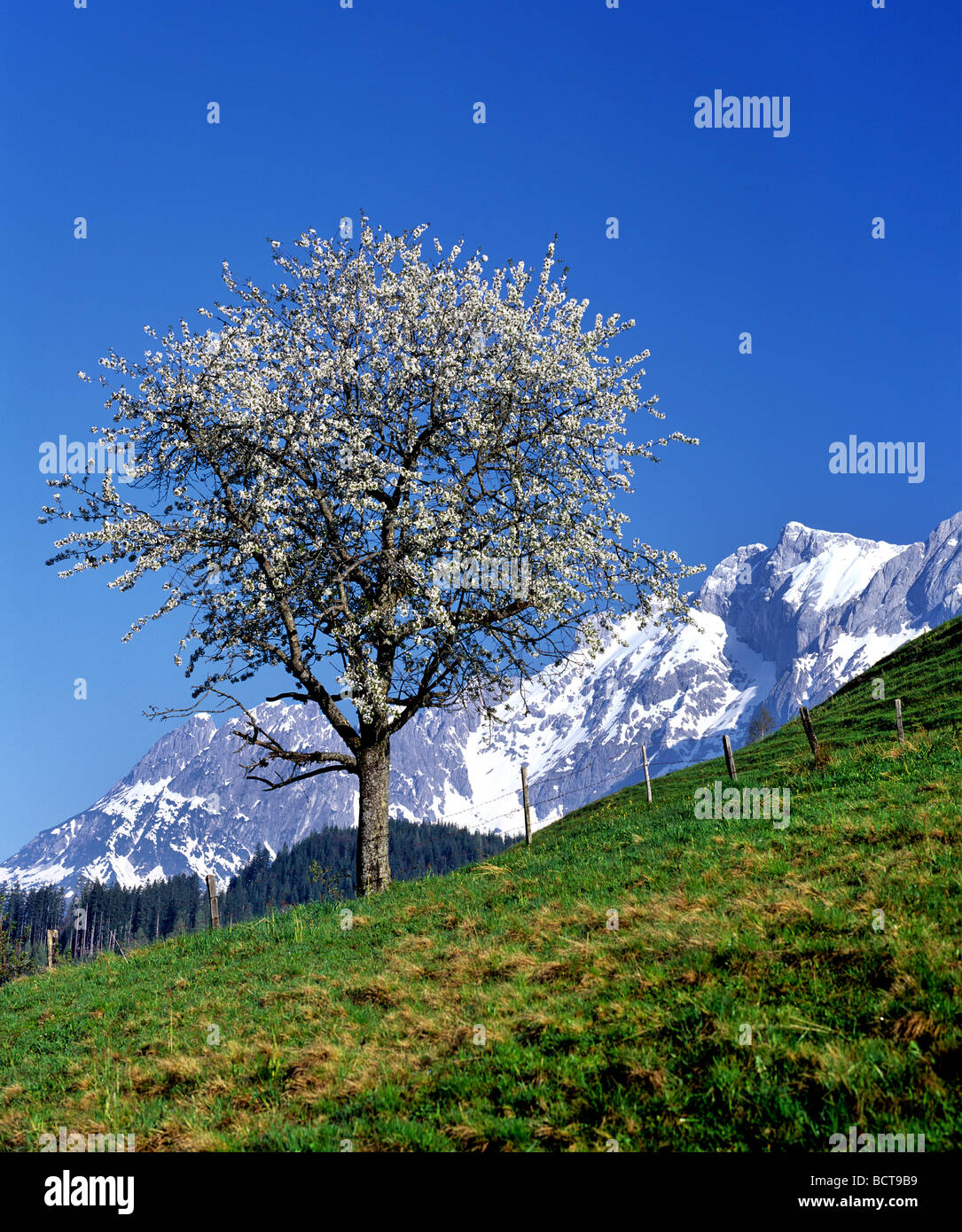 Blossoming Cherry tree (Cerasus), Mt Hochkoenig, Berchtesgaden Alps, Salzburg, Austria, Europe Stock Photo