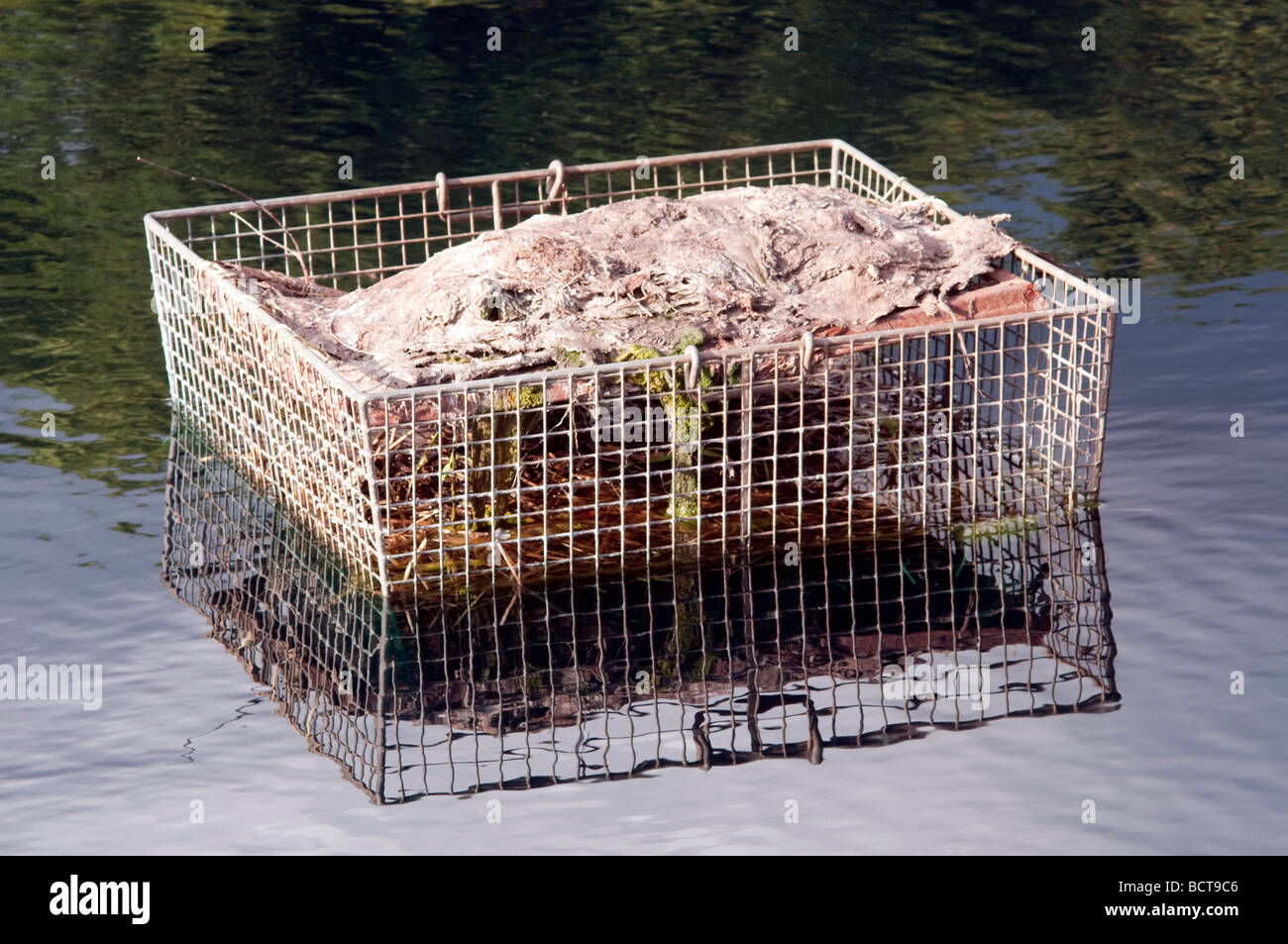 Wire basket in a lake containg green algae that has been netted out of the water Stock Photo