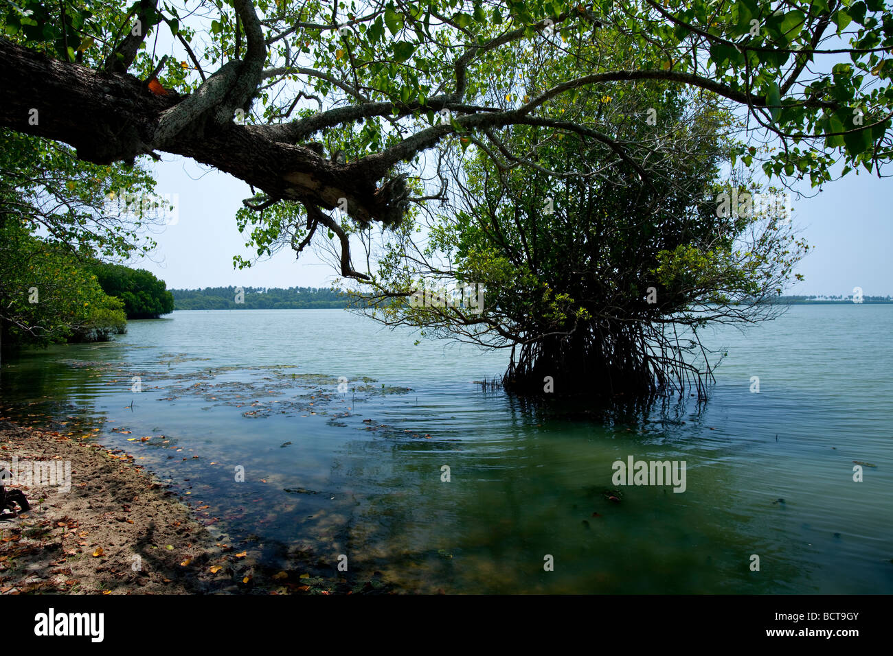 THE SHORE OF A MANGROVE LAGOON IN REKAWA, SRI LANKA Stock Photo Alamy