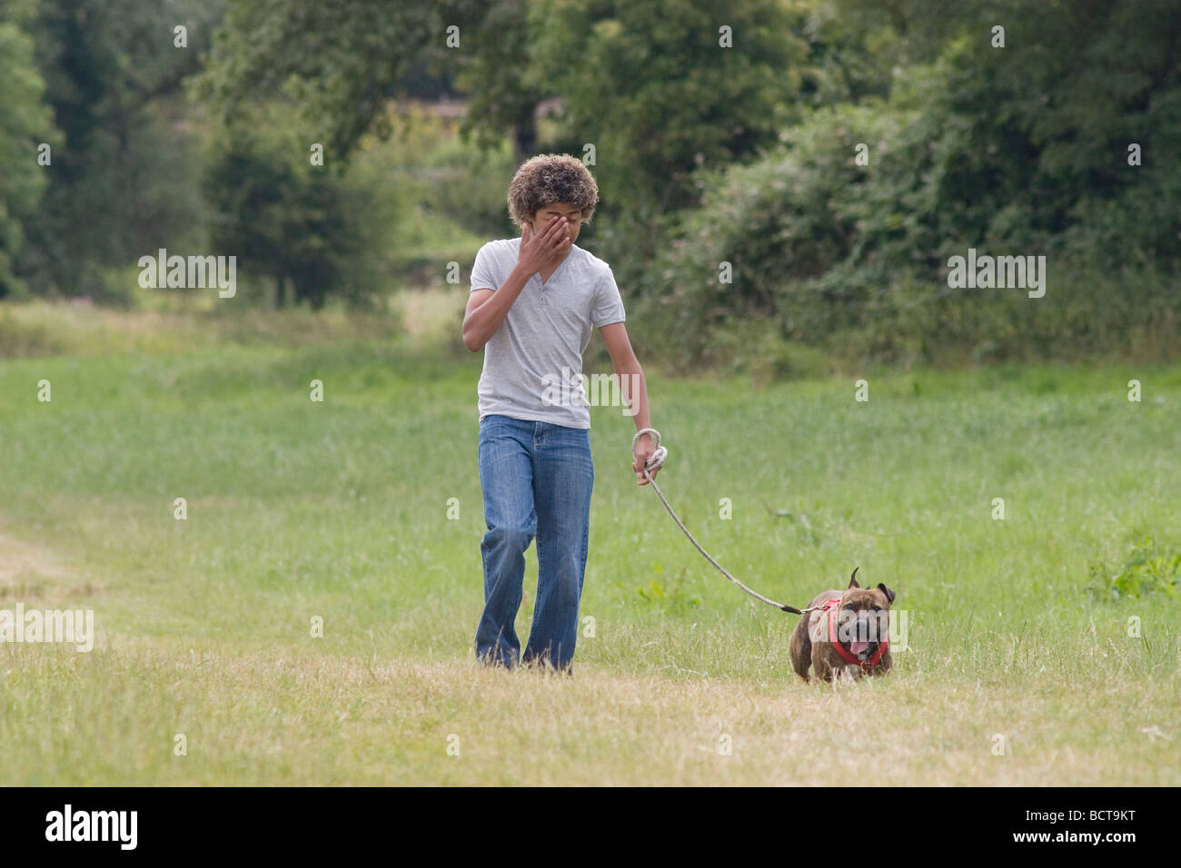 teenage mixed race boy with itchy eyes walking staffordshire bull terrier in countryside Stock Photo