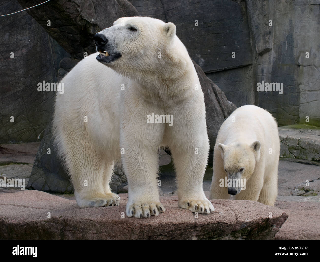 Two polar bears at the Copenhagen Zoo. Stock Photo