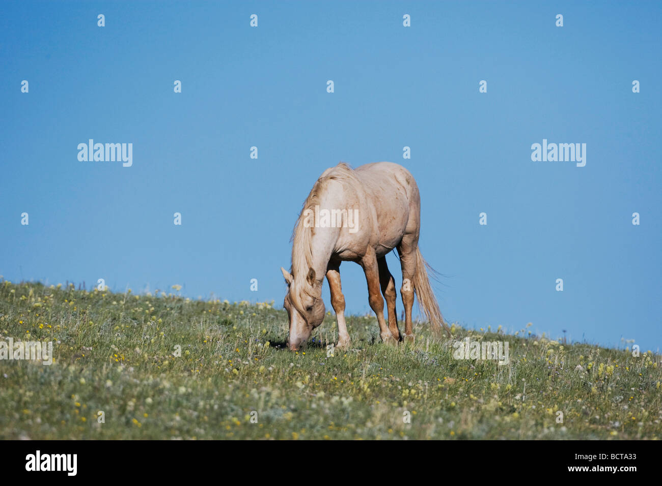Mustang Horse Equus ferus Pryor Mountain Wild Horse Range Montana USA Stock Photo