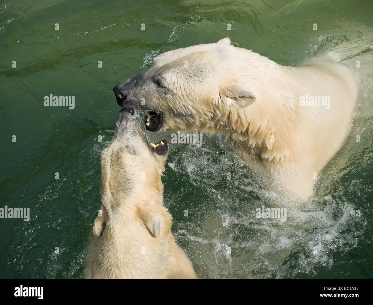 Two playful polar bears compare teeth at the Copenhagen Zoo. Stock Photo