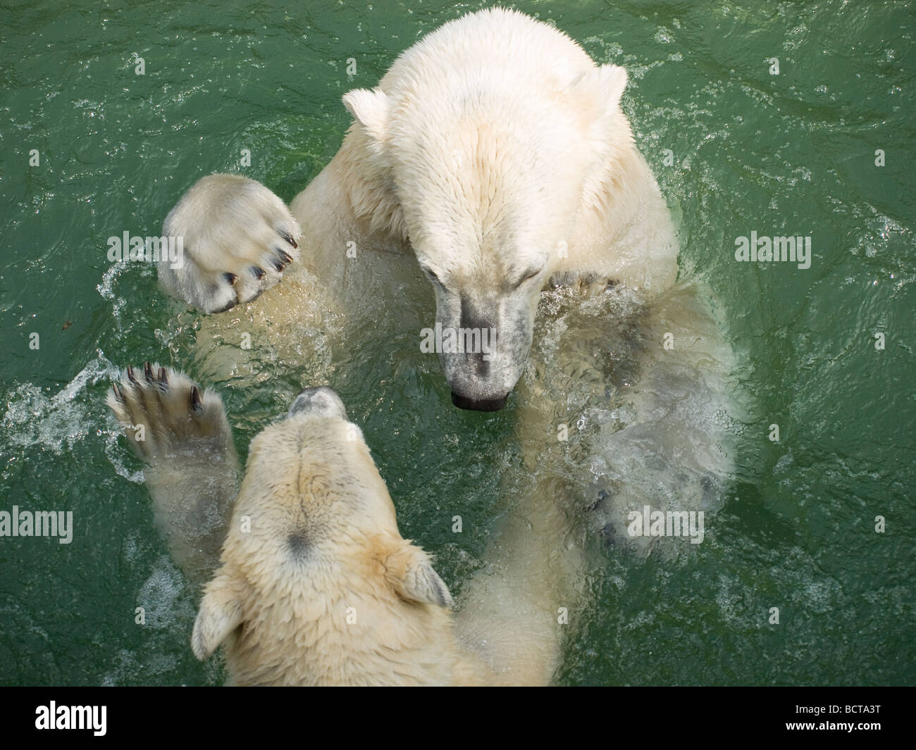 Two polar bears dance and wrestle in the water. Stock Photo