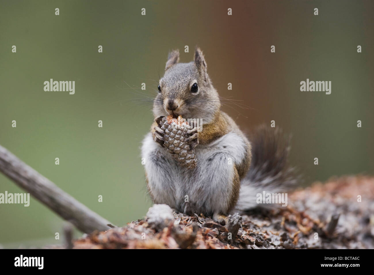 Pine Squirrel Tamiasciurus hudsonicus adult eating pine cone Rocky
