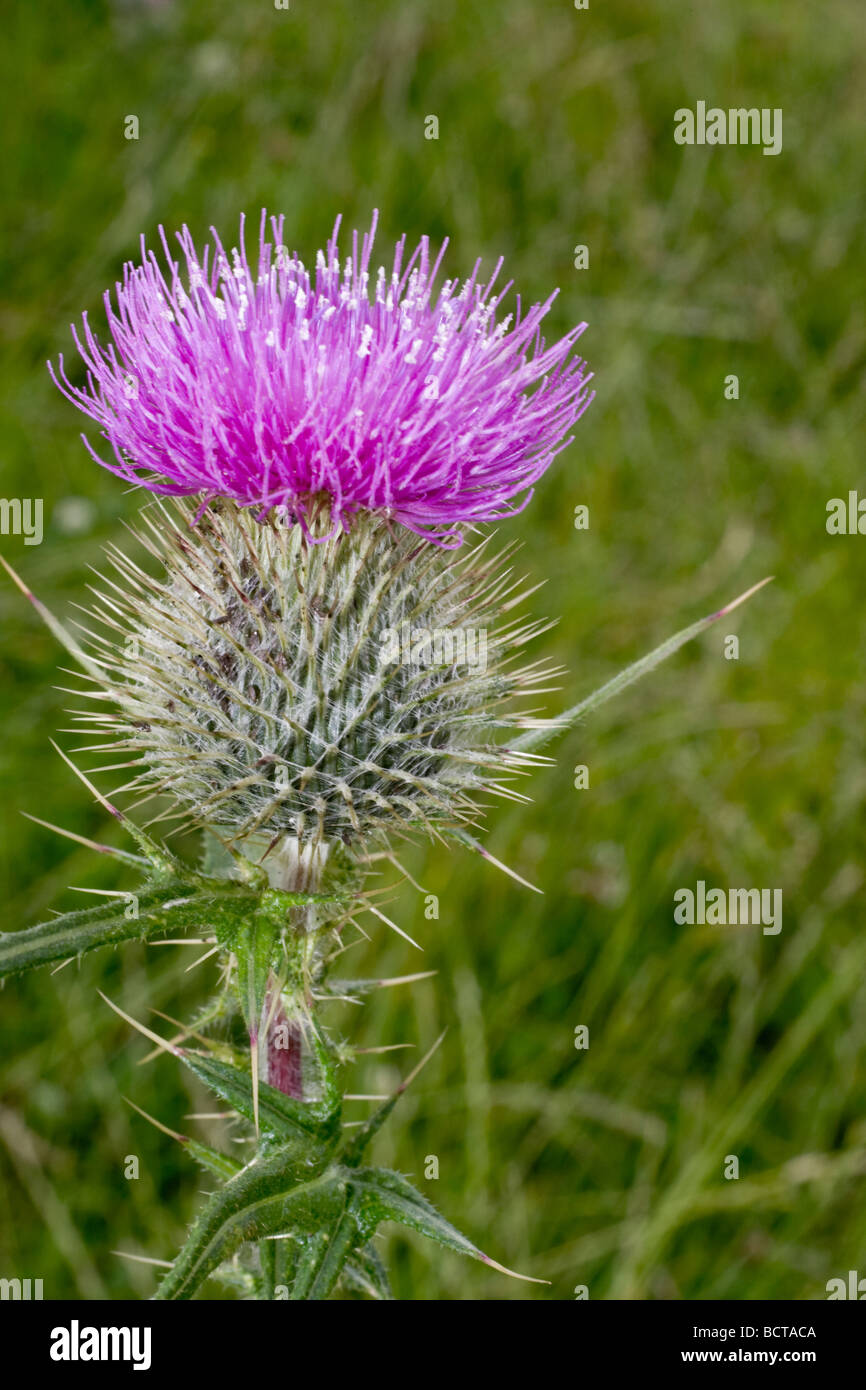 A thistle growing in a Scottish field. Stock Photo