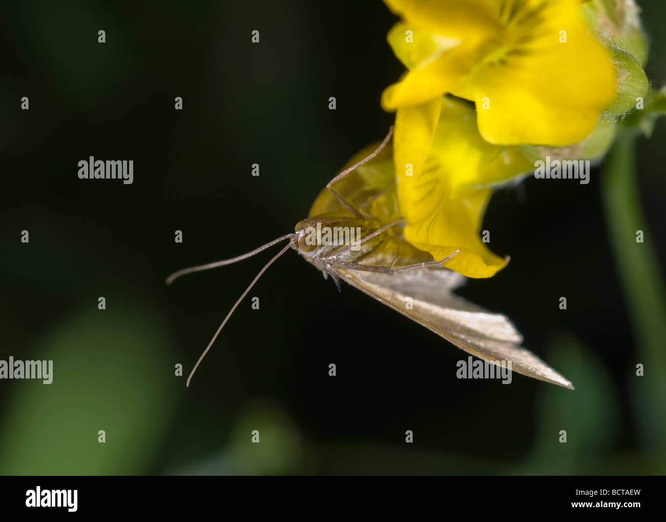 Muslin footman nudaria mundana on yellow flower. Stock Photo