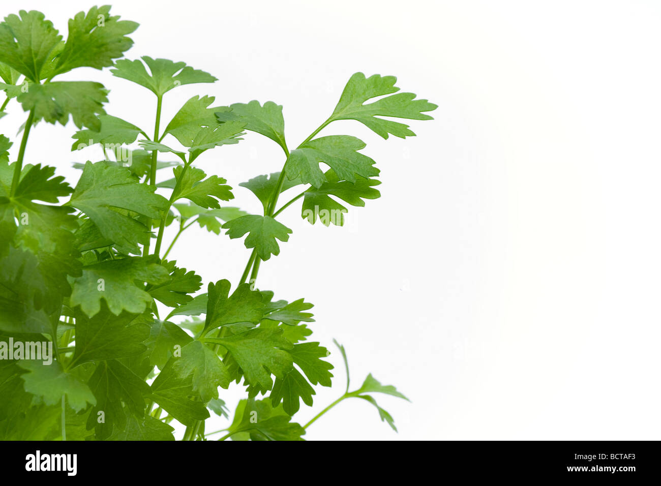 Celery leaves Stock Photo Alamy
