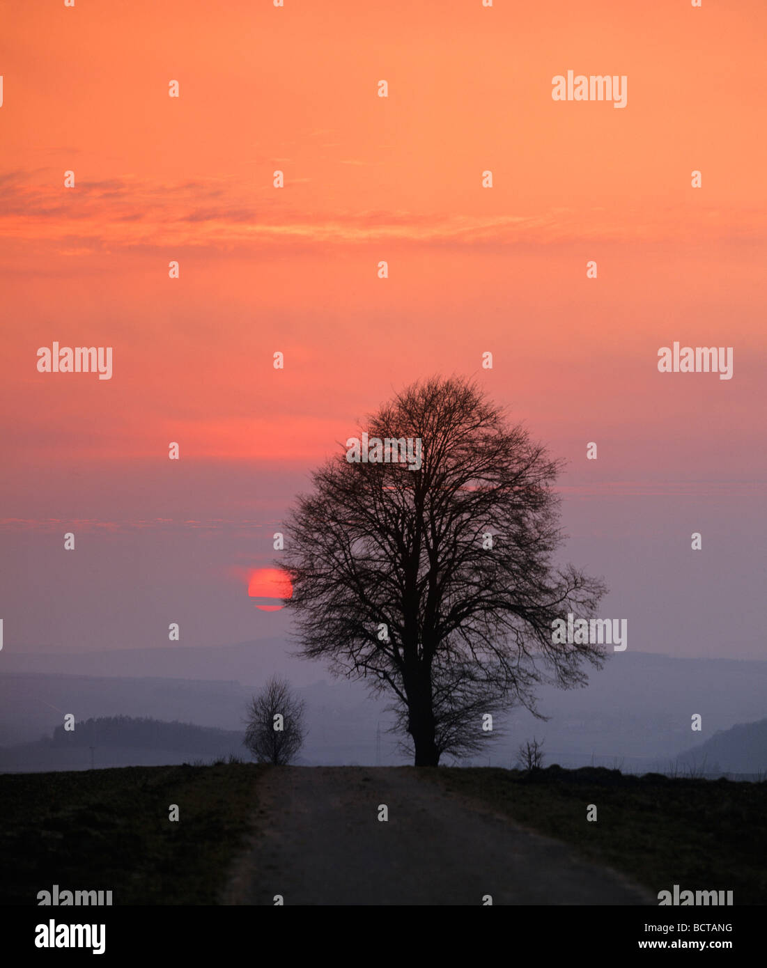 Lime tree (Tilia) in front of sunset, dusk, evening sky, Germany, Europe Stock Photo