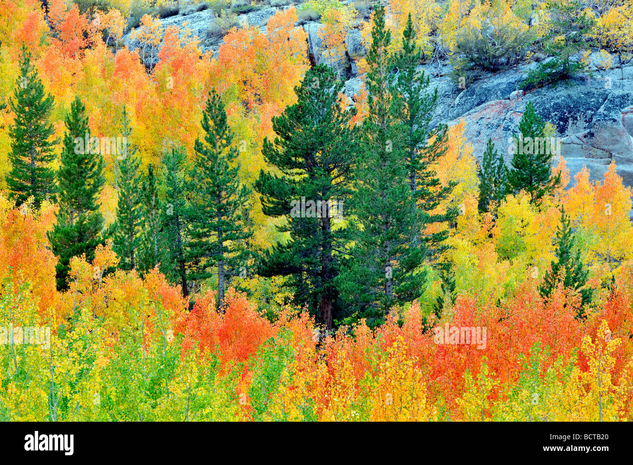 Mixed forest of aspens in fall colors and fir trees Inyo National Forest California Stock Photo