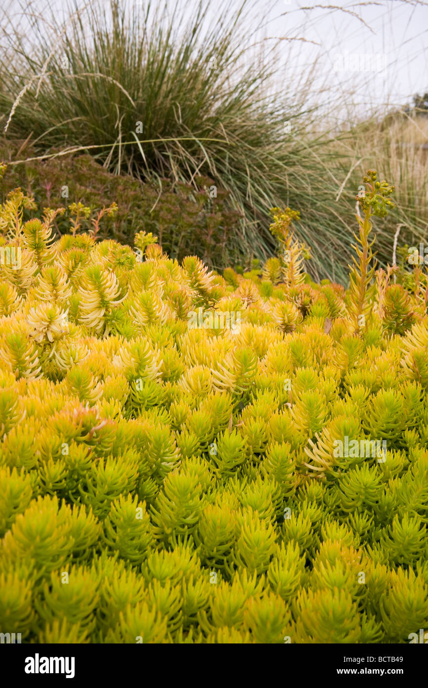 Sedum rupestre Angelina yellow foliage hardy succulent groundcover with grasses in drought tolerant California garden Stock Photo