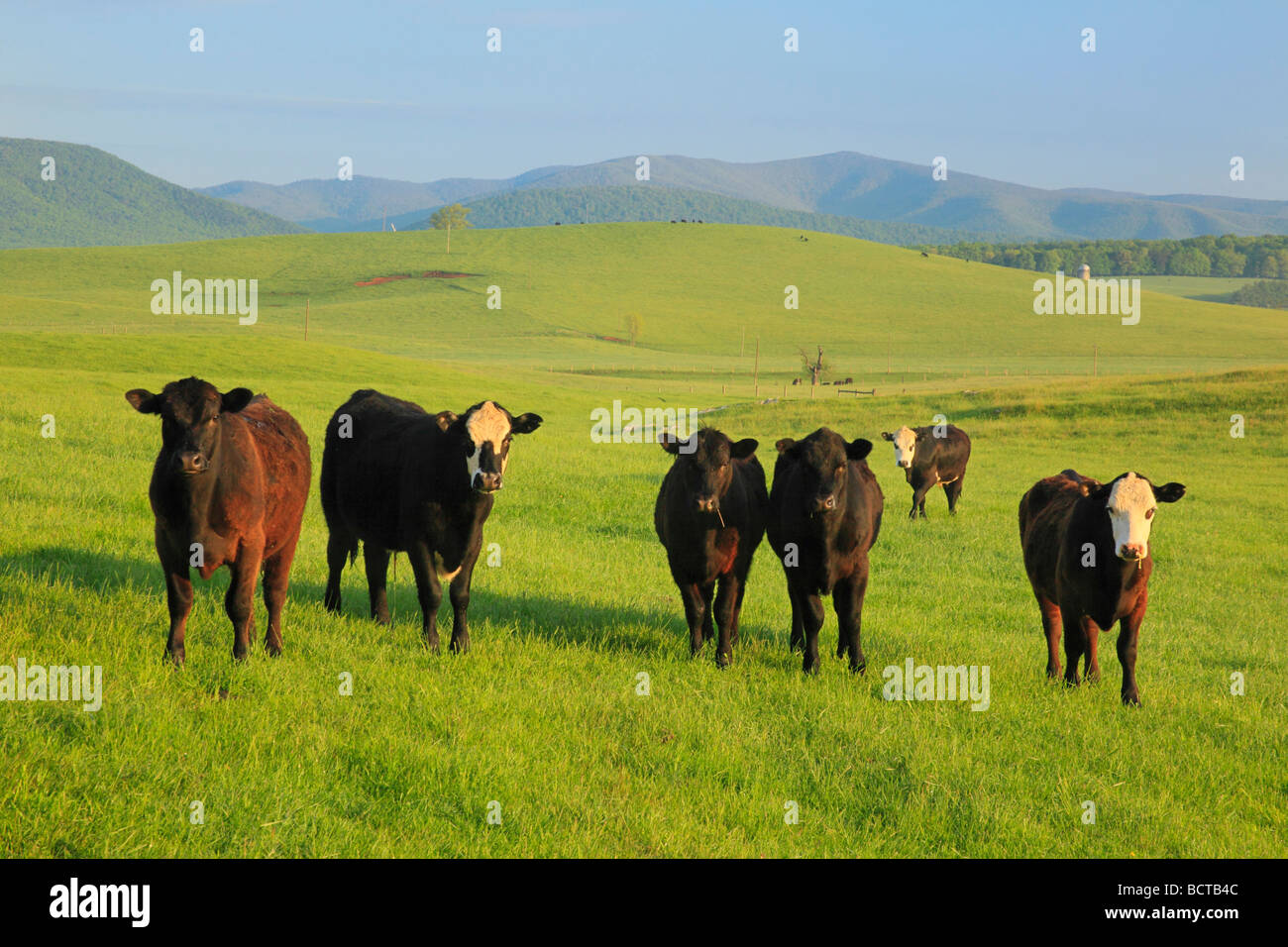 Curious cows on farm in Swoope Shenandoah Valley Virginia Stock Photo