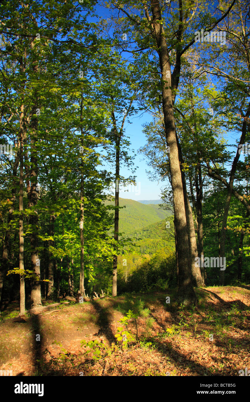 Breastworks along Confederate Breastworks Interpretive Trail Shenandoah Mountain West Augusta Virginia Stock Photo