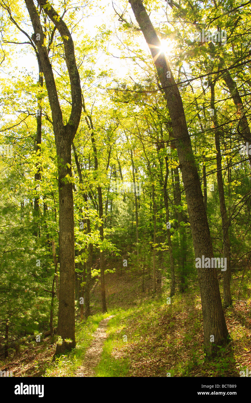 Shenandoah Mountain Trail Shenandoah Mountain West Augusta Virginia Stock Photo