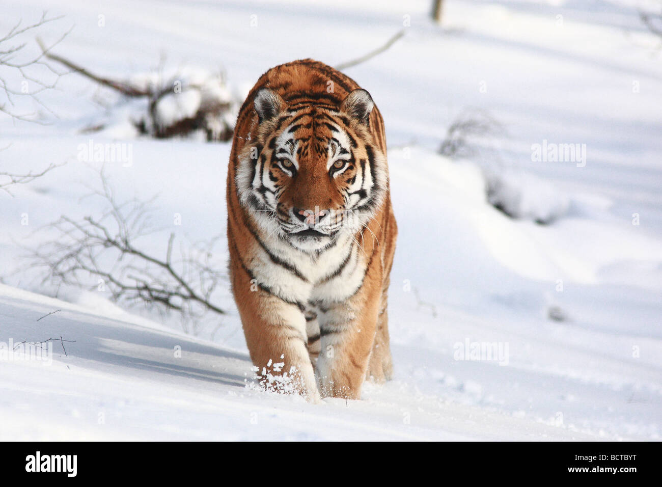 North china tiger hi-res stock photography and images - Alamy