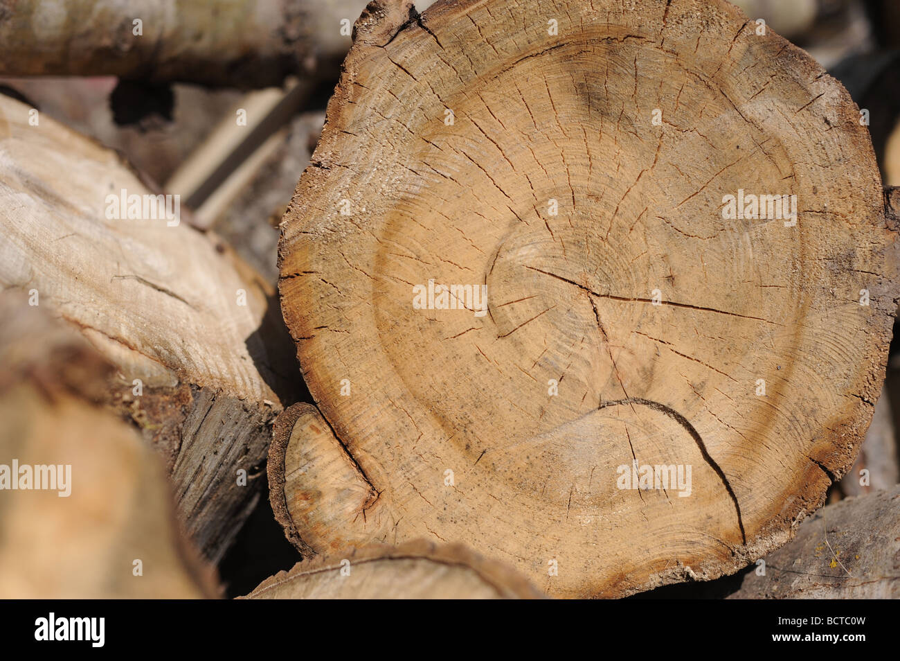 Ash tree wood texture hires stock photography and images Alamy