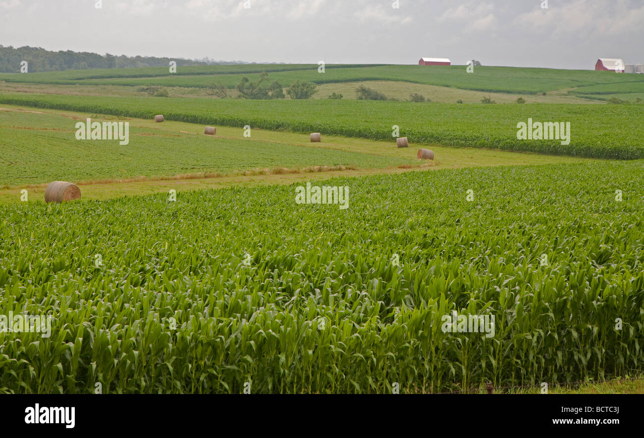West Branch Iowa Crops growing on a farm Stock Photo