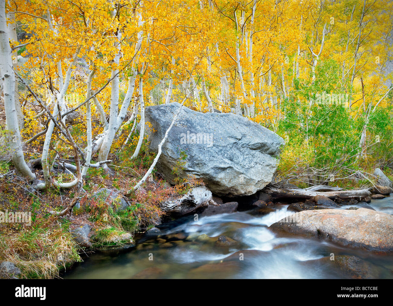 South fork Creek with fall colored aspens Inyo National Forest