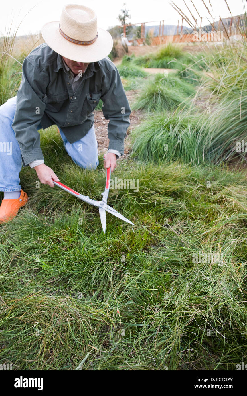 Meadow maintenance with John Greenlee, cutting back carex path with