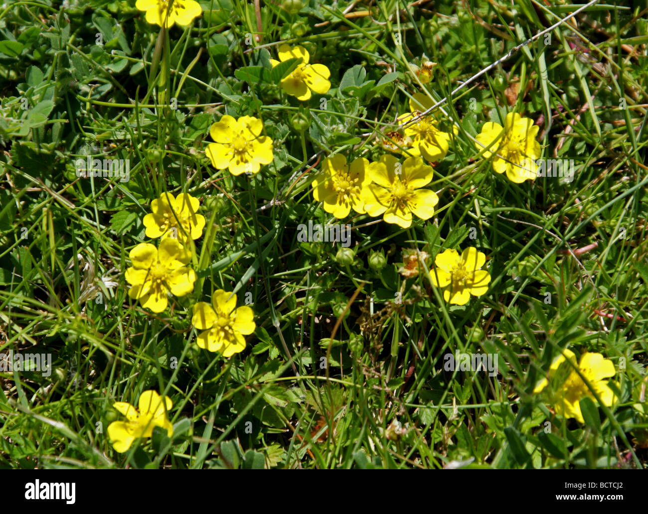Spring Cinquefoil or Spotted Cinquefoil, Potentilla tabernaemontani, Rosaceae, syn Potentilla neumanniana, Europe Stock Photo