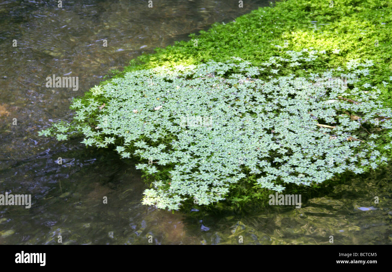 Water Starwort, Callitriche stagnalis, Plantaginaceae Stock Photo