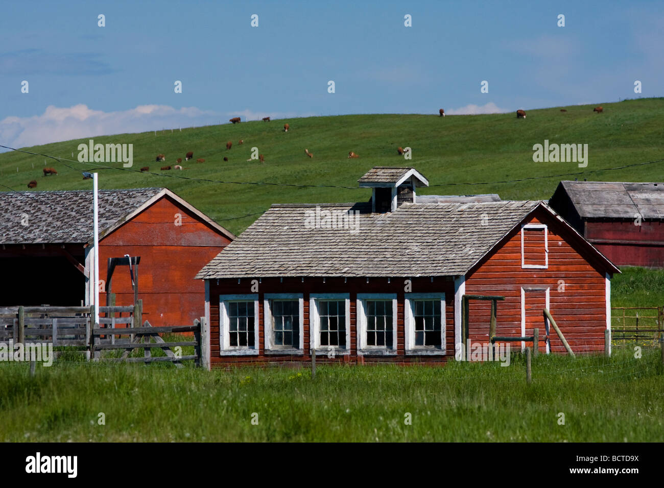 Weathered red buildings on a farm surrounded by green fields and blue sky on an afternoon in the summer. Stock Photo