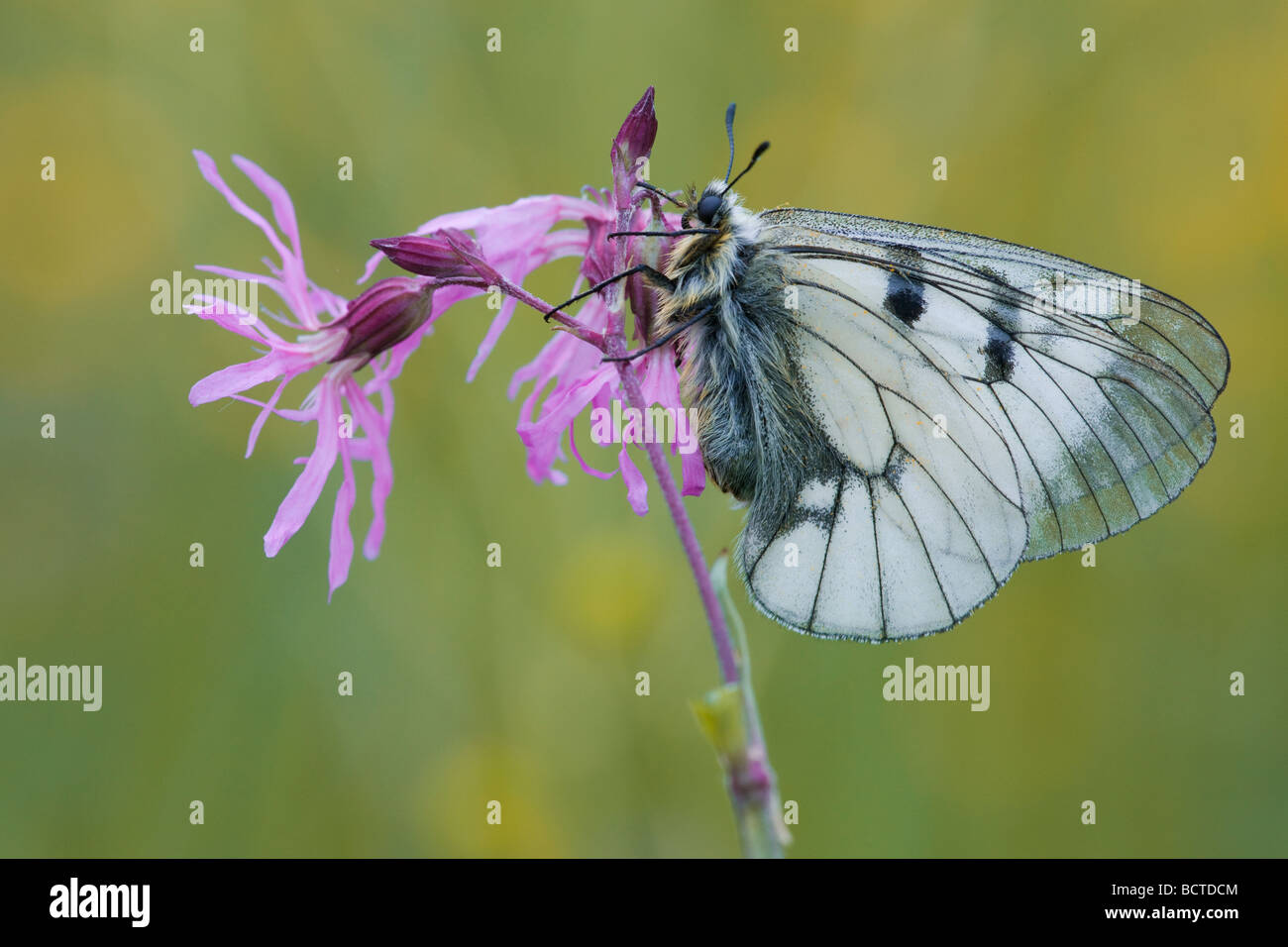 Clouded Apollo (Parnassius mnemosyne) on Ragged robin (Lychnis flos-Cuculi), Lafnitzau, Burgenland, Austria, Europe Stock Photo