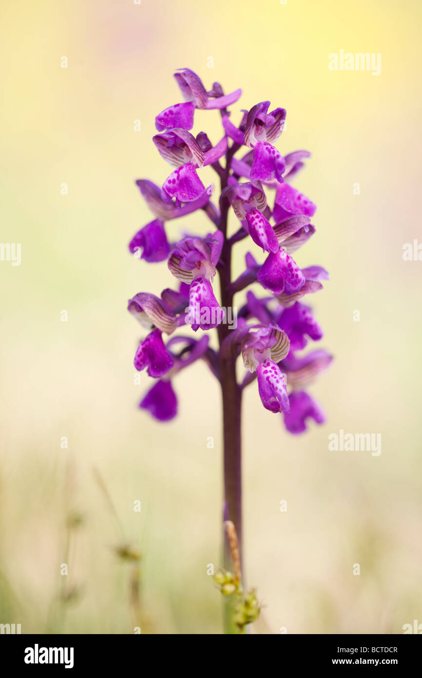 Green-winged orchid or Green-veined orchid (Anacamptis morio), Lobau, Vienna, Austria, Europe Stock Photo