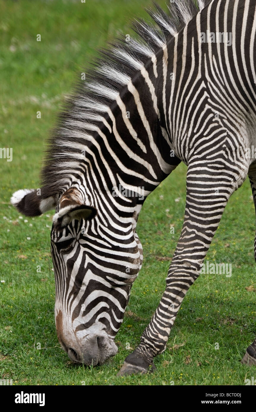 Zebra (equus quagga) Stock Photo