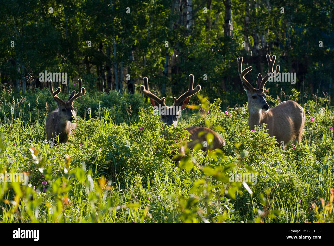 Three mule deer bucks in a forest meadow. Stock Photo