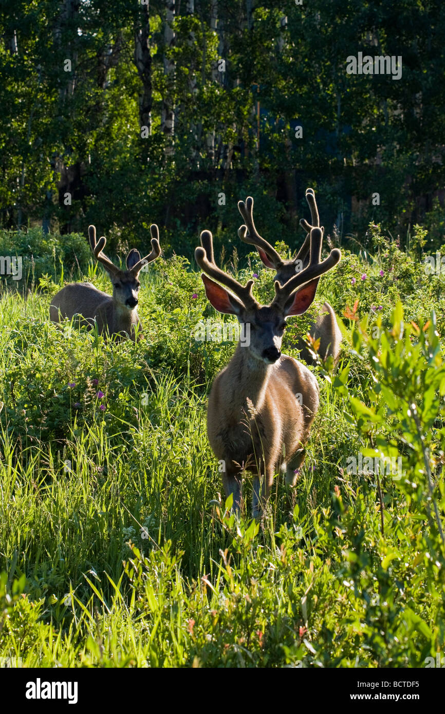 Three whitetail deer bucks in a green, summer meadow. Stock Photo