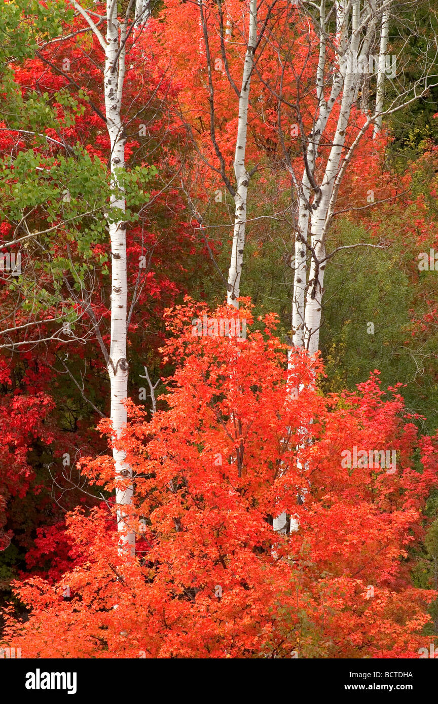 Stand of White Bark Trees in Autumn with turning red orange yellow