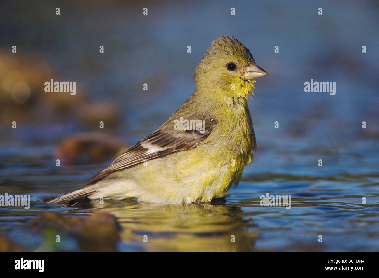 Lesser Goldfinch Carduelis psaltria female bathing Willacy County Rio ...