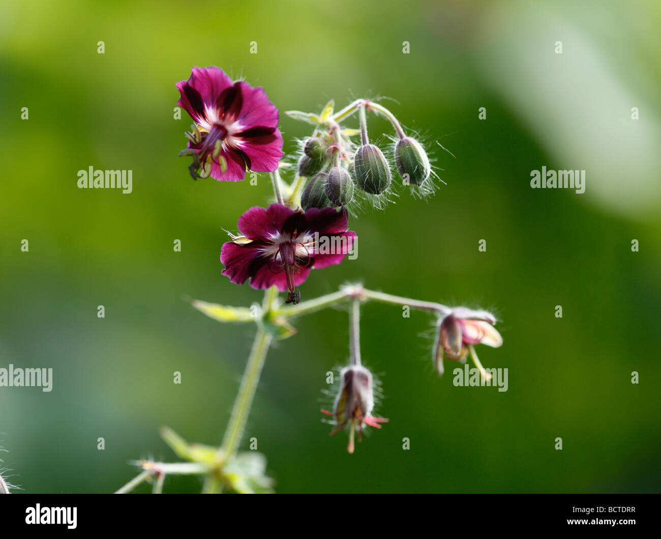 Dusky Cranesbill or Mourning Widow (Geranium phaeum) Stock Photo