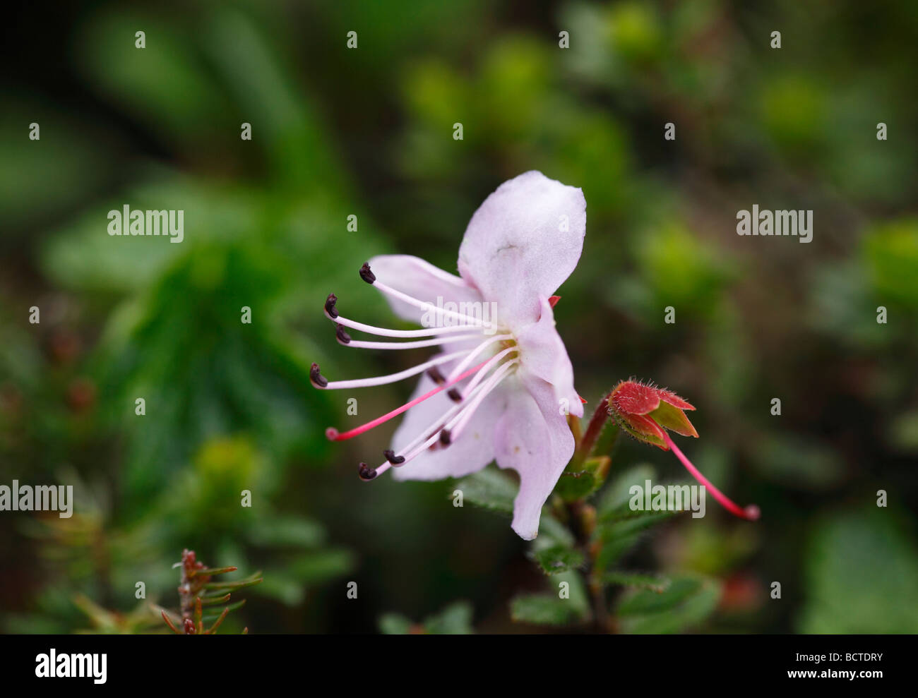 Dwarf alpenrose (Rhodothamnus chamaecistus) Stock Photo