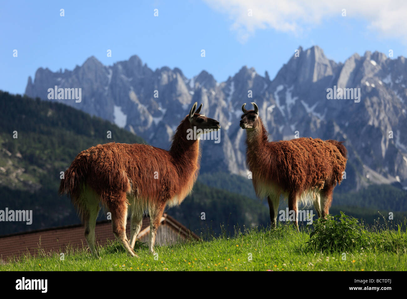Llamas in Gosau, Salzkammergut region, Upper Austria, Austria, Europe Stock Photo