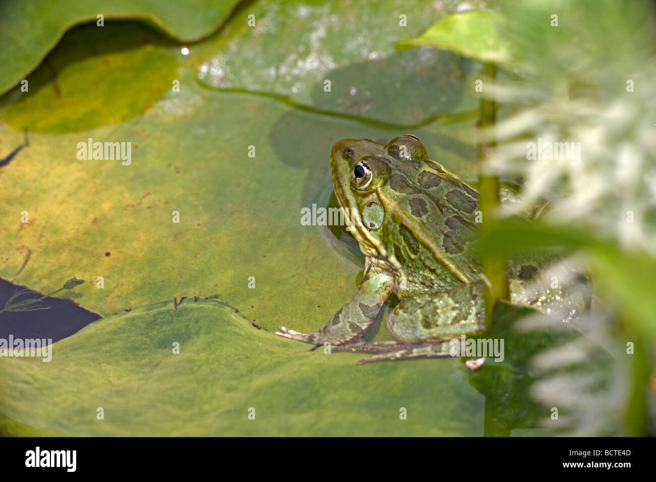 Chiricahua Leopard Frog (Rana chiricahuensis) Arizona - USA - Also ...