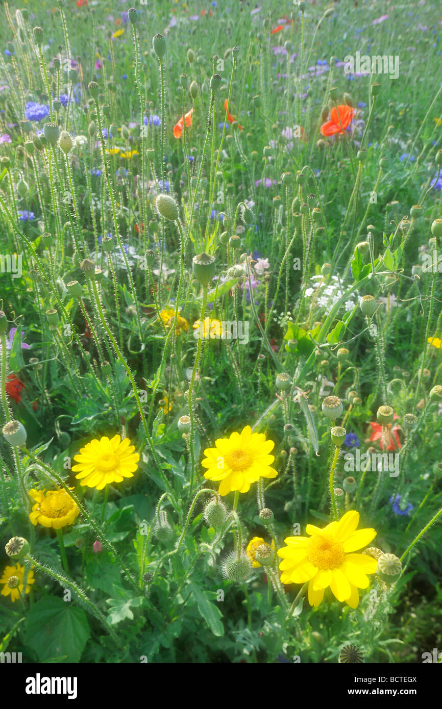 Summer meadow, Poppies (Papaver rhoeas), Cornflowers (Centaurea cyanus), Yarrow (Achillea), Yellow daisy (Leucanthemum) Stock Photo