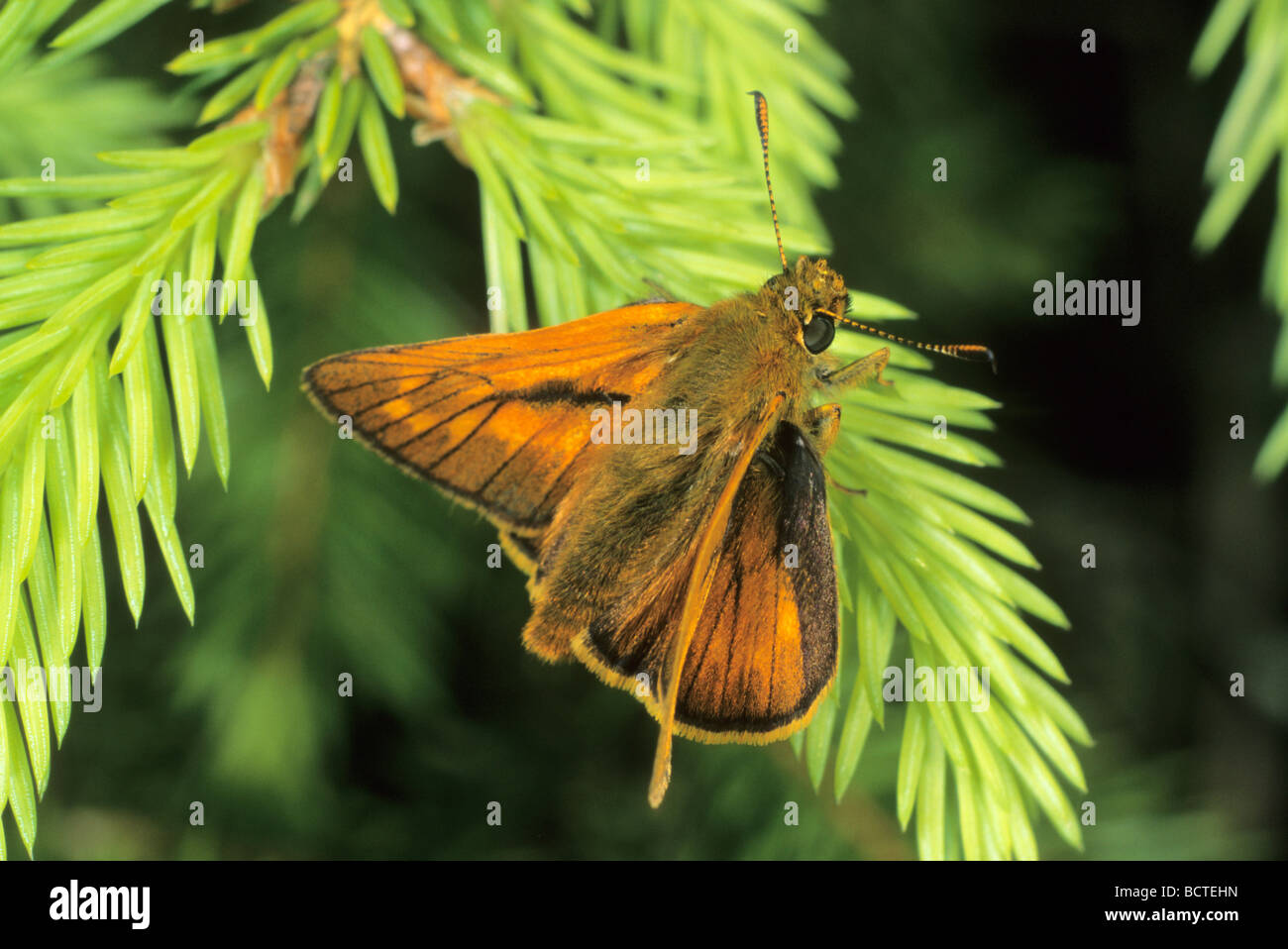 Large skipper (Ochlodes venata) Stock Photo
