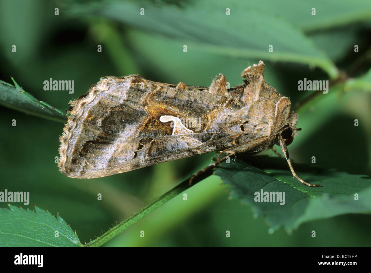 Silver Y (Autographa gamma) in resting position Stock Photo
