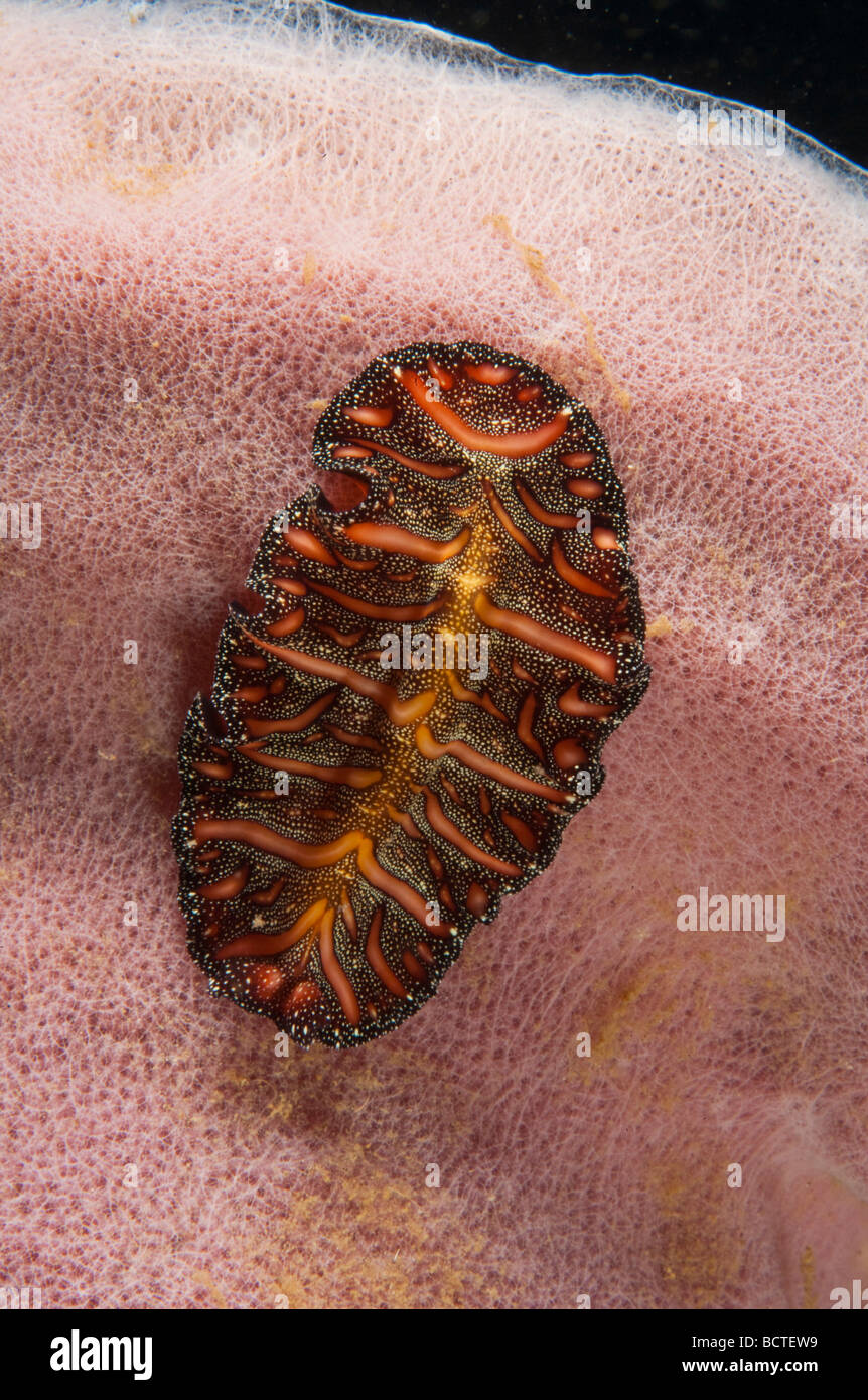 Polyclad flatworm (Pseudobiceros bedfordi), Indonesia, Southeast Asia Stock Photo