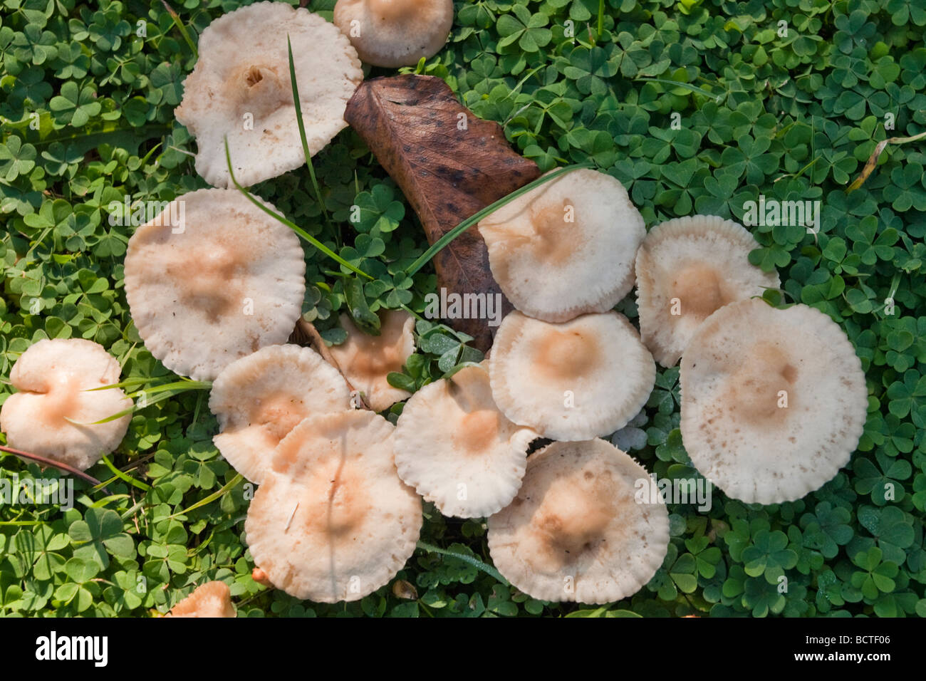 A cluster of mushrooms growing amongst a patch of green wild grass Stock Photo