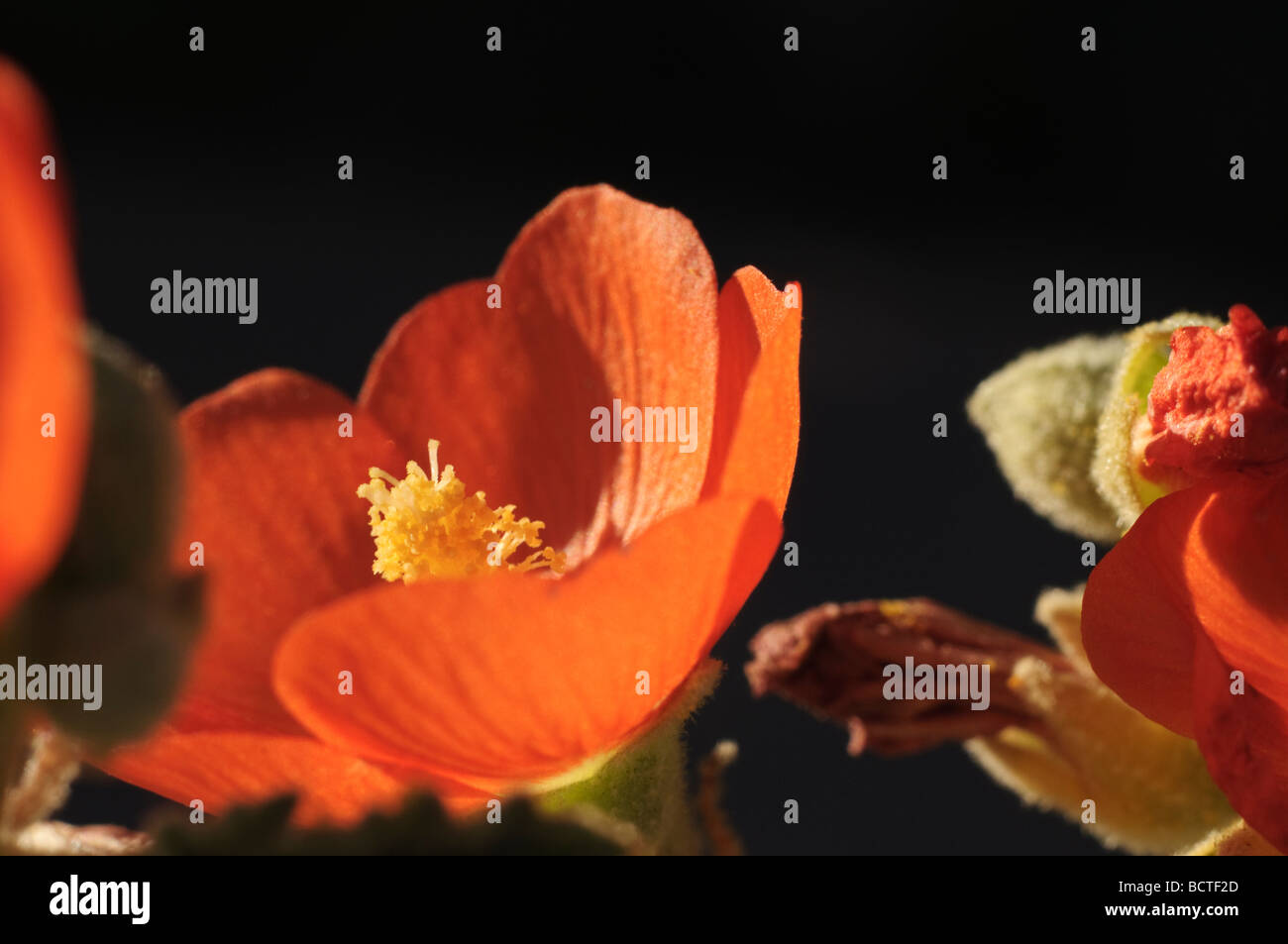 Close up of globe mallow flower Stock Photo Alamy