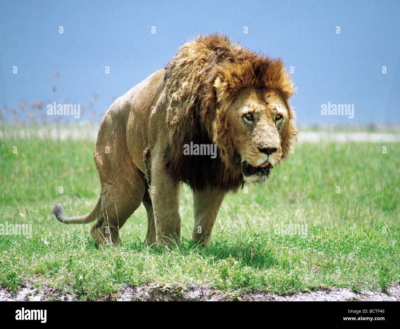 Male Lion scratching to mark territory Ngorongoro Crater Tanzania East Africa Stock Photo