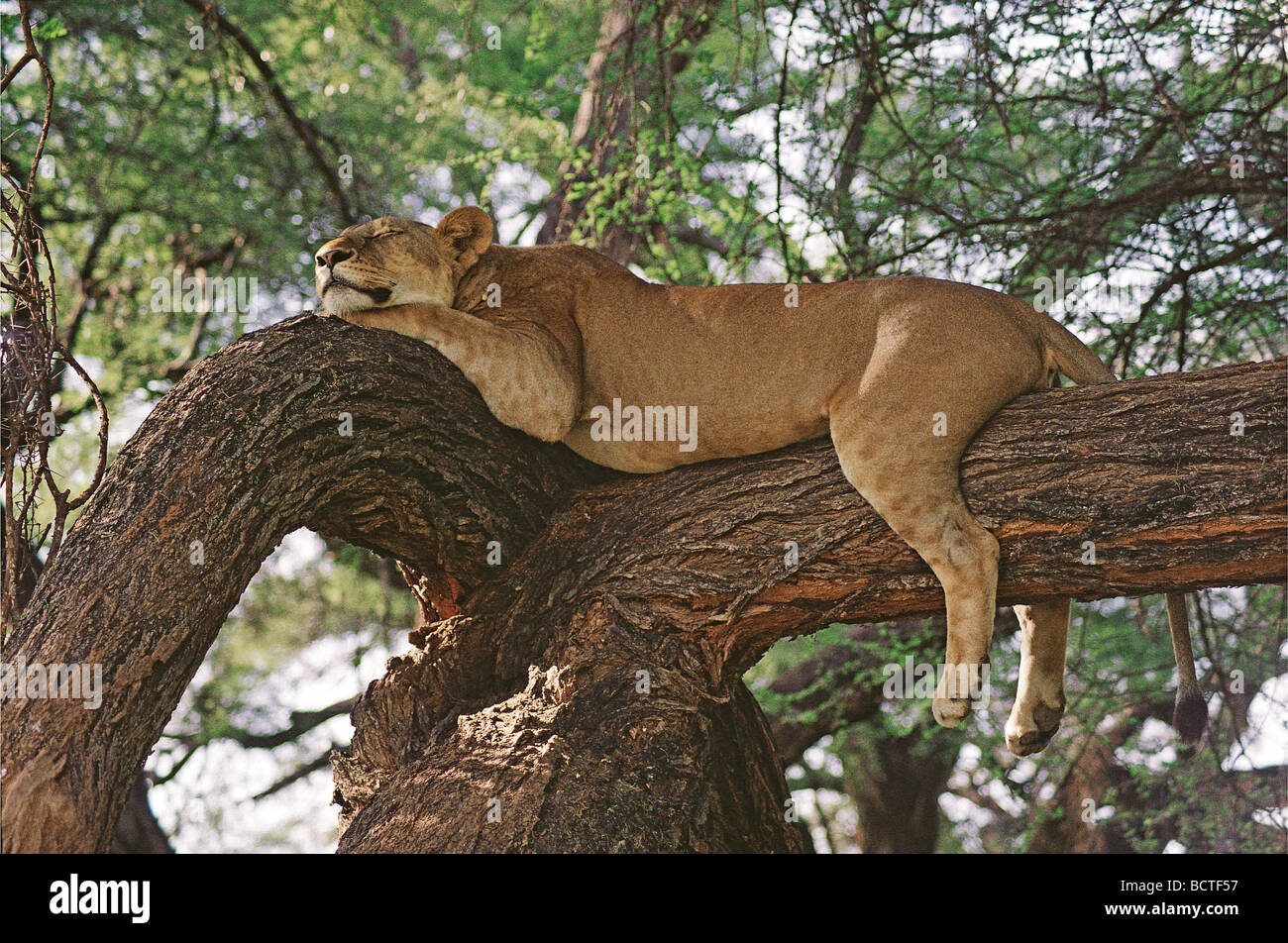 Lioness sleeping relaxing on branch of acacia tree Samburu National Reserve Kenya East Africa Stock Photo