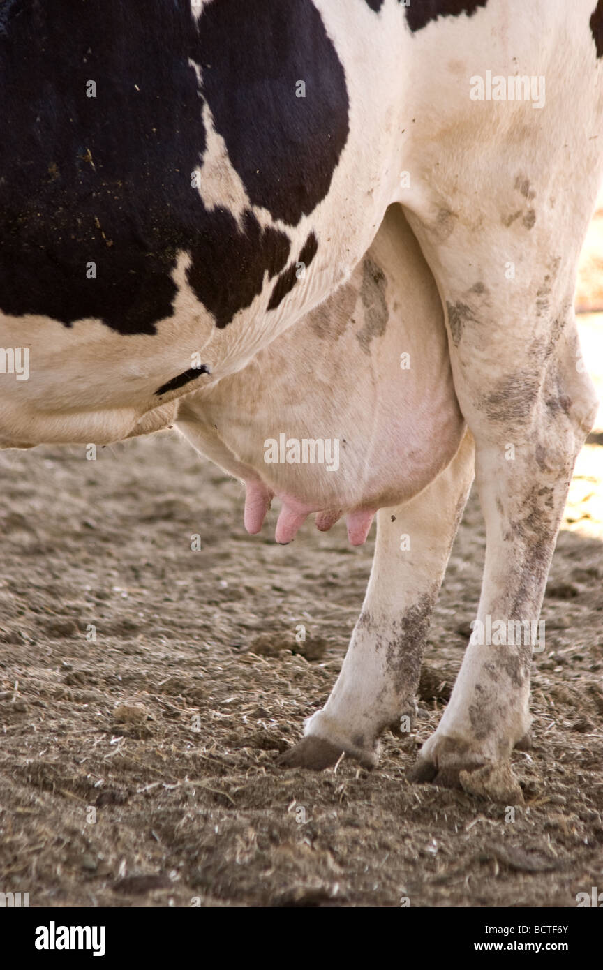 Cow mammary gland hires stock photography and images Alamy