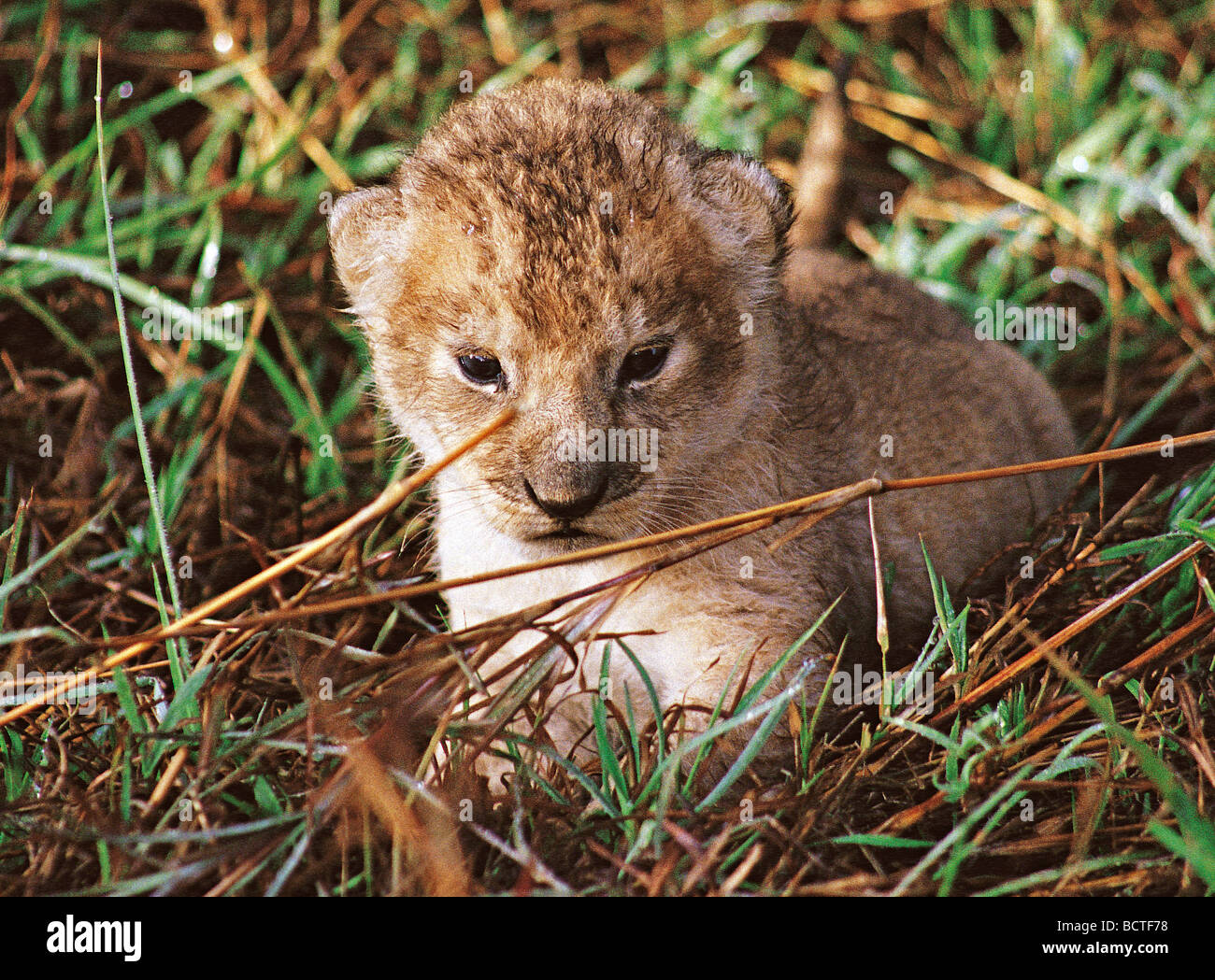 Tiny Lion cub about one week old hiding in long grass Masai Mara National Reserve Kenya East Africa Stock Photo