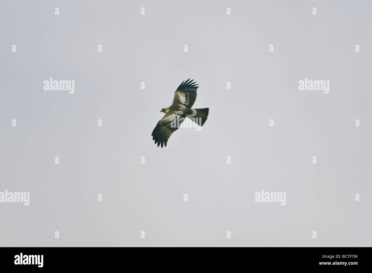 Booted Eagle Hieraaelus penates on Autumn migration over tarifa to africa Stock Photo