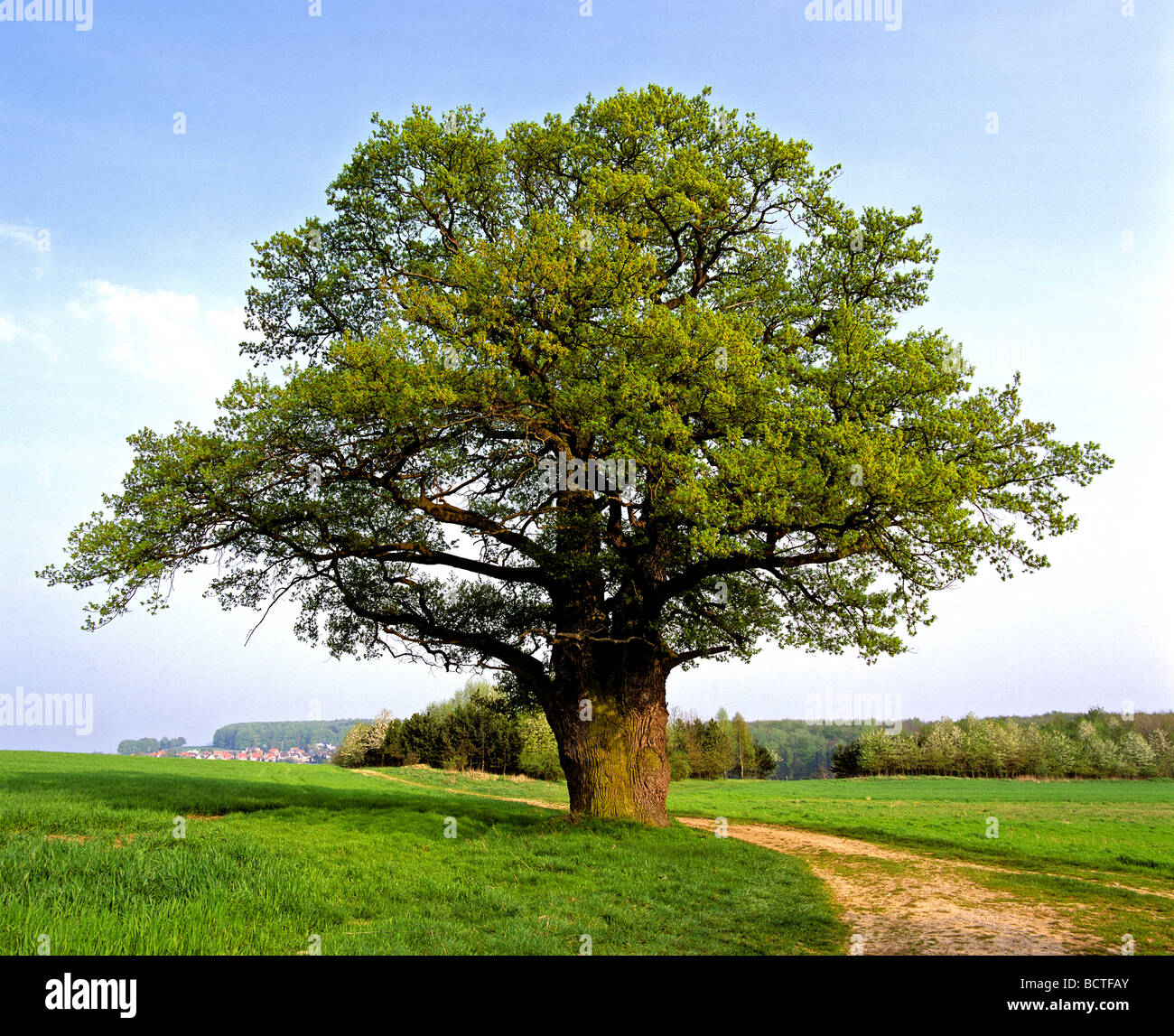 Oak (Quercus), in spring, Germany, Europe Stock Photo